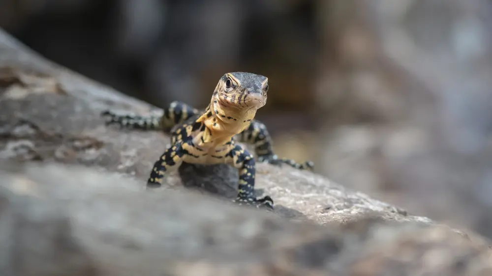 Tourists find lizards in places where you definitely don’t want to meet them